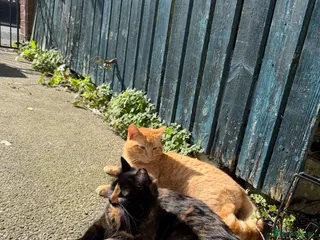 Mixed Breed cats Female ginger kitten - Advert 10