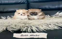 Pomeranian dogs for sale: 🐻Stunning 🤩 Champion Line🏅Teddy Face 🧸 - Image 4