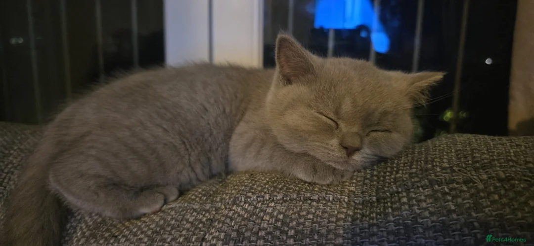 British Shorthair cats for sale: British short hair  - Advert 14