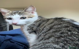 British Shorthair cats for sale: Two cats for sale £50 - Image 5