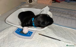 Lhasa Apso dogs for sale: KC Reg Lhasa Apso pups GPRA clear - Image 11