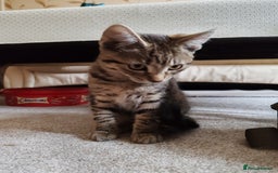 Domestic Shorthair cats for sale: 5 month old female kittens for sale  - Image 7