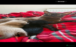 Burmese cats for sale: Burmese X Sisters  - Image 2