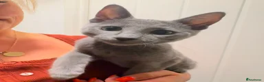 Alexandra