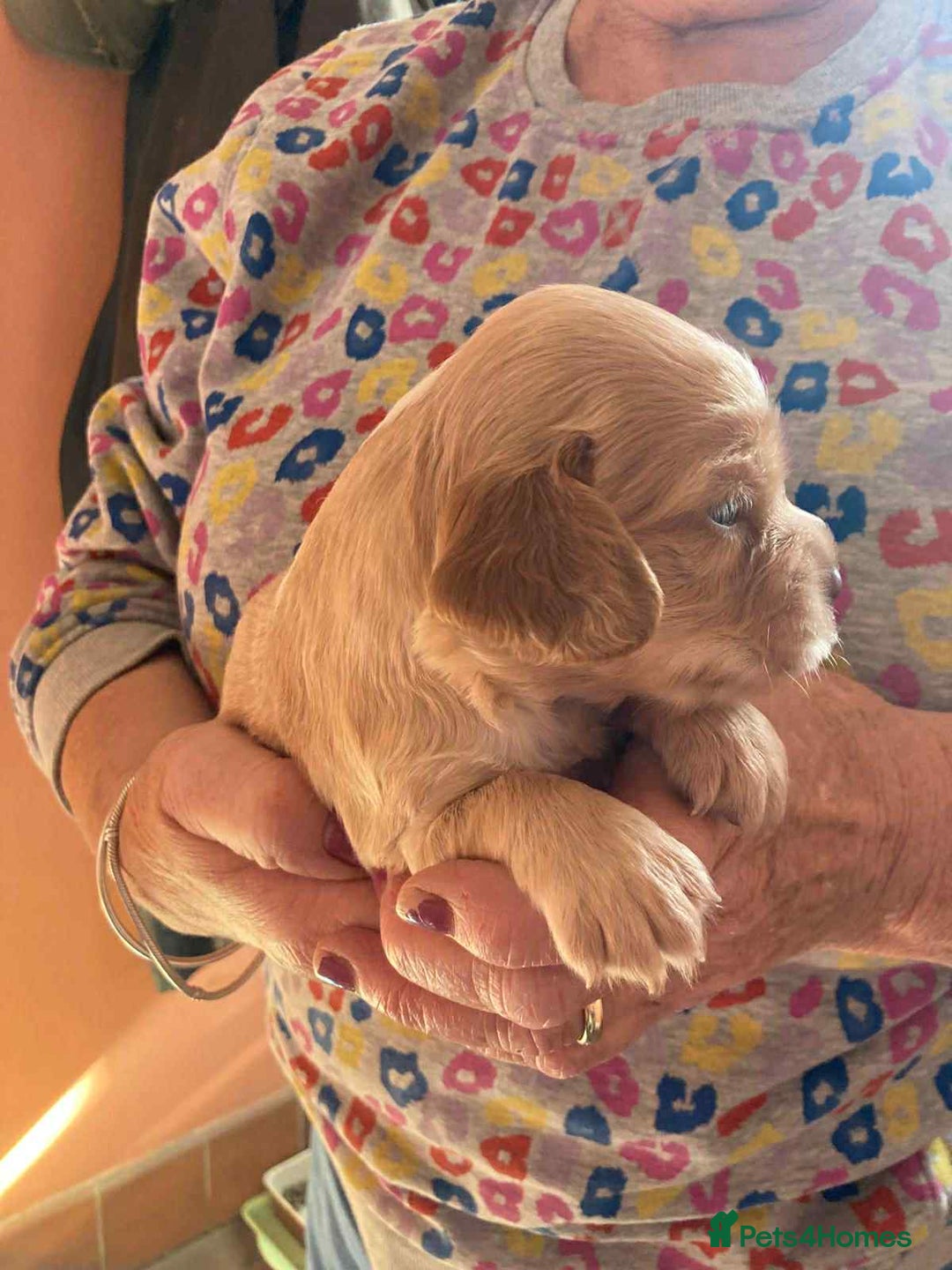 Sprocker dogs for sale: Sprocker Puppies - Image 4