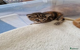 Mixed Breed cats for sale: 2 Ginger Boys, 1 Tabby Girl. Donate to charity - Image 8
