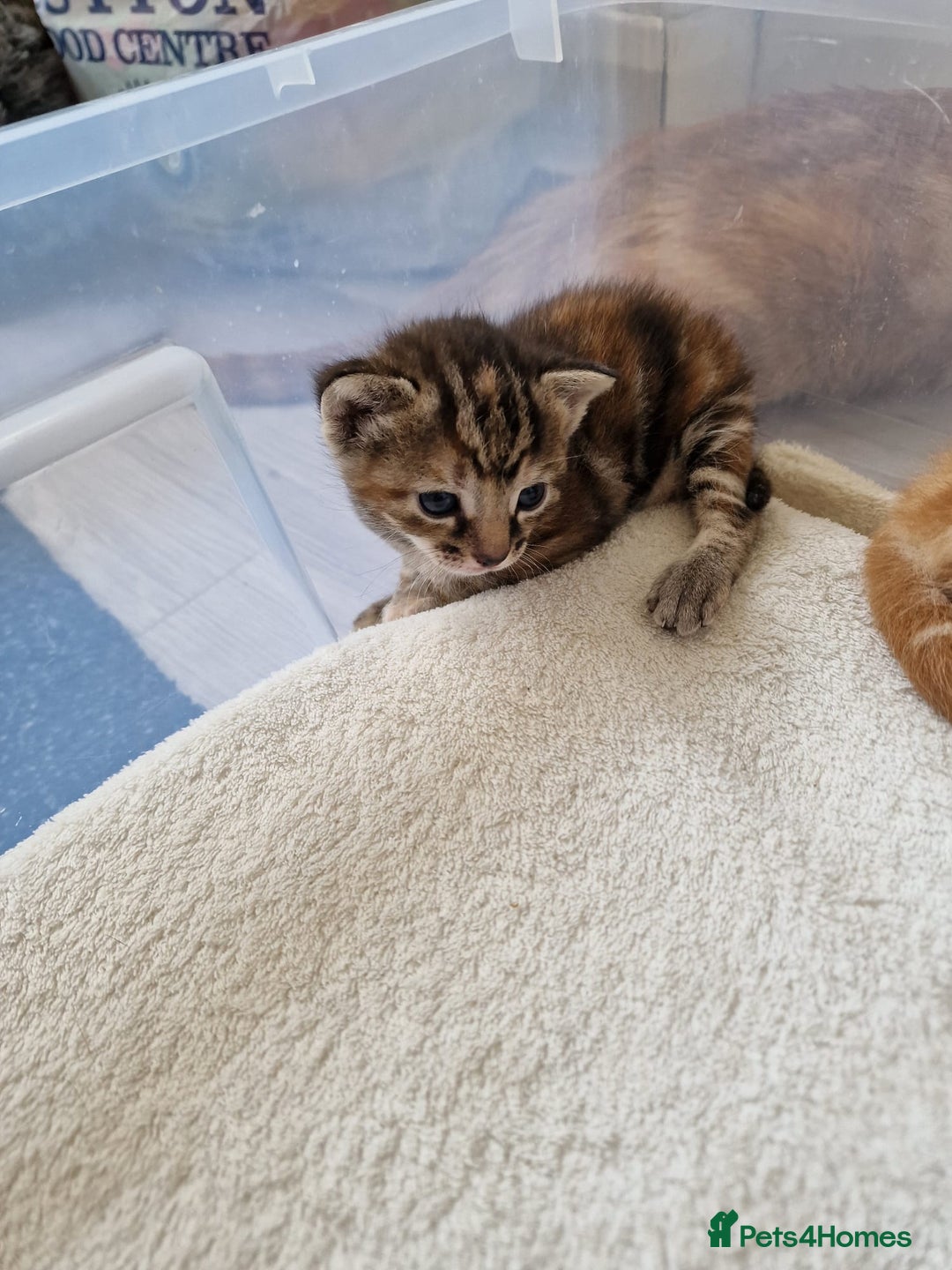 Mixed Breed cats for sale: 2 Ginger Boys, 1 Tabby Girl. Donate to charity - Image 8