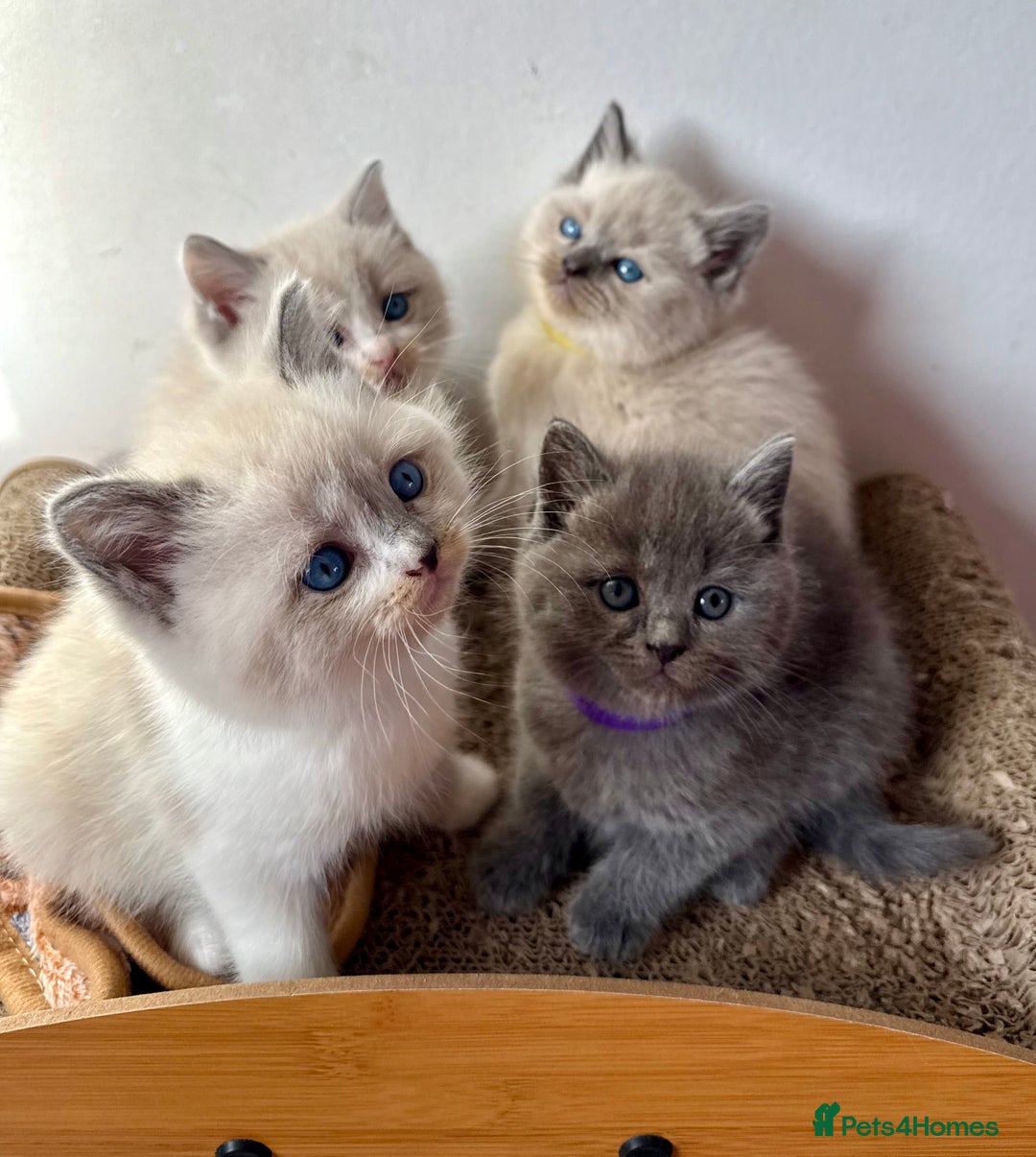 British Shorthair cats for sale: Bsh ragdoll kittens  - Advert 13