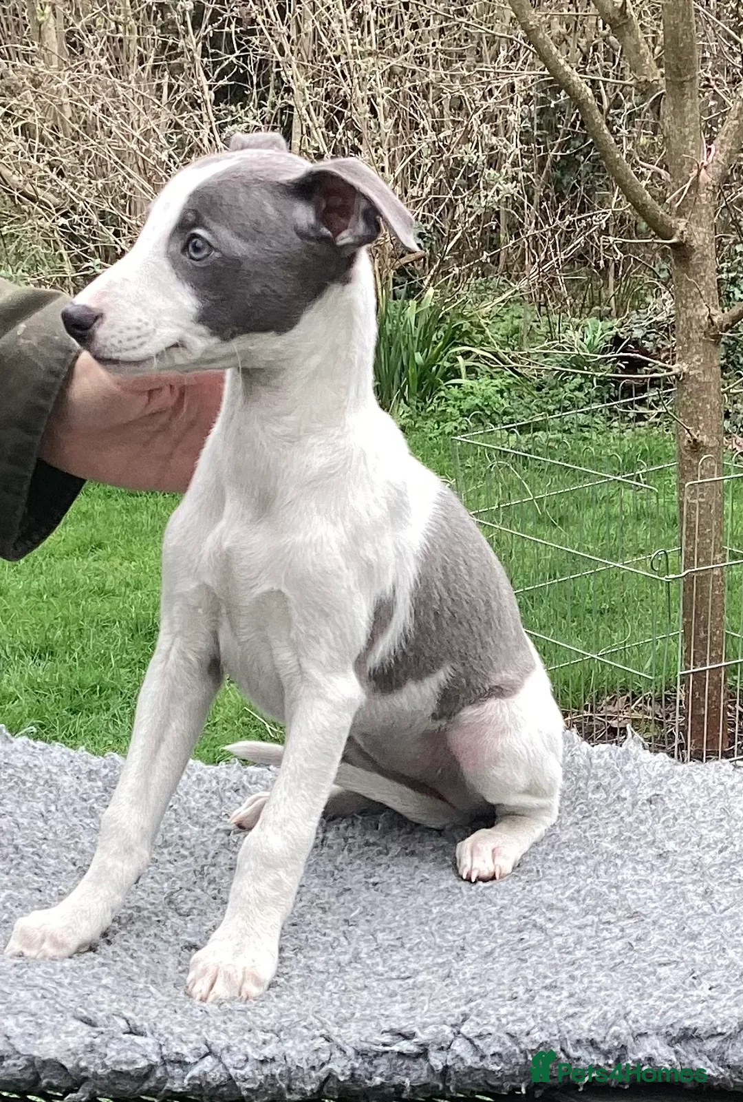 Whippet dogs for stud: KC Whippet at Stud. in Buckingham - Advert 5