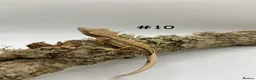 Gecko reptiles for sale: NEW Adult + Juvenile Crested Geckos + Lilly Whites - Advert 20