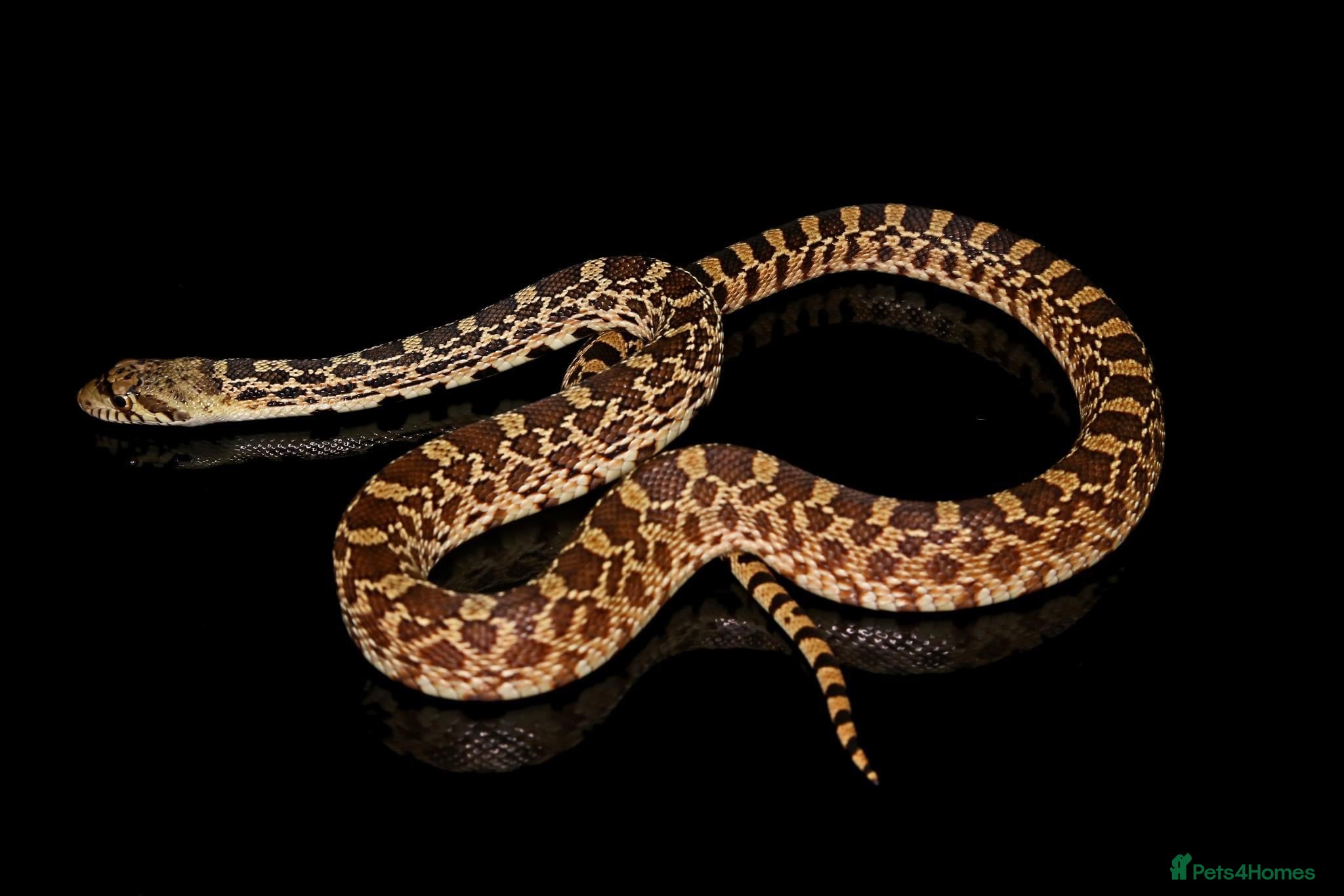 Snake reptiles Normal Female BullSnake CB24 - Advert 1