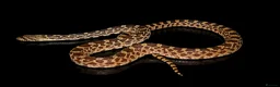 Snake reptiles for sale: Normal Female BullSnake CB24 in Barnsley - Advert 1