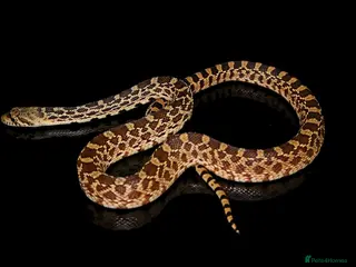 Snake reptiles Normal Female BullSnake CB24 - Advert 2