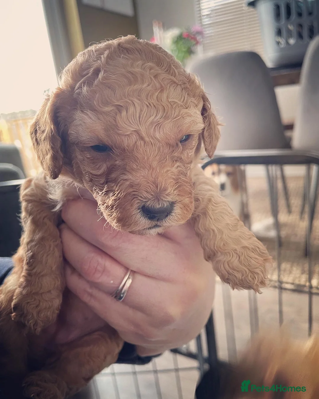 Poodle dogs for stud: FOR STUD Moyen Poodle (proven)  in Northampton - Advert 8