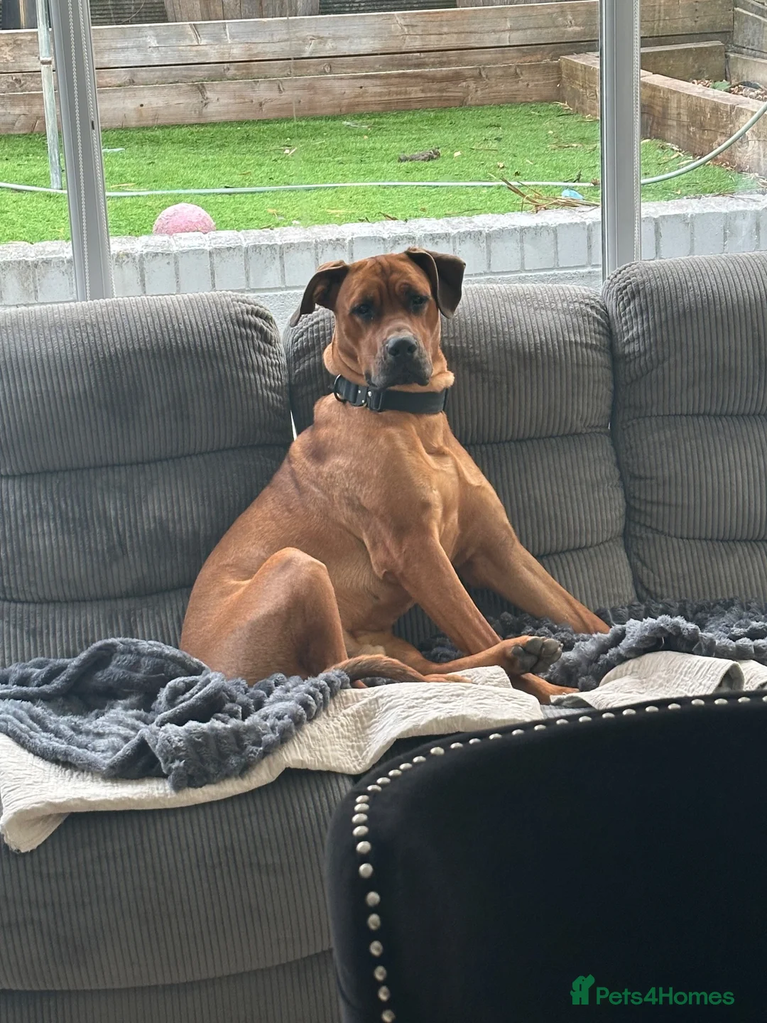 Mixed Breed dogs for sale: Doberman cross bullmastif  in Bargoed - Advert 2