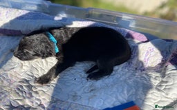 German Shepherd dogs for sale: German Shepherd pups - Image 21