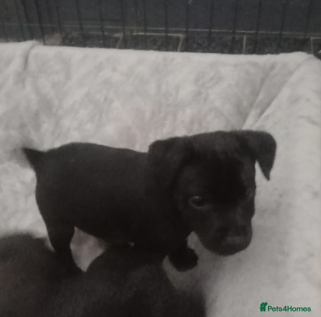 Patterdale Terrier dogs for sale: PATTERDALE PUPS FOR SALE READDY NOW  in Birkenhead - Advert 4