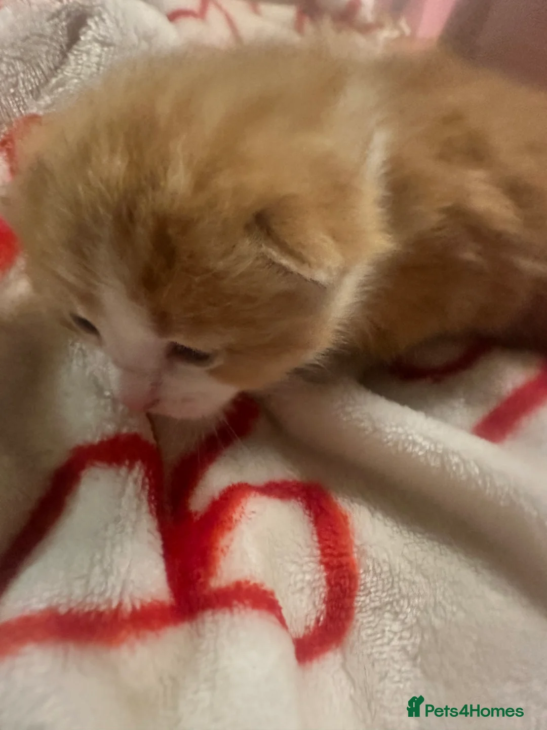 Mixed Breed cats for sale: British shorthair cross kittens - Advert 2