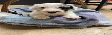  Puppy 6