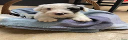Sealyham Terrier dogs for sale: Sealyham Terrier puppies in Haverfordwest - Advert 7