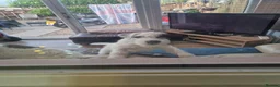 Patterjack dogs for sale: 6mth male patterjack  - Advert 2
