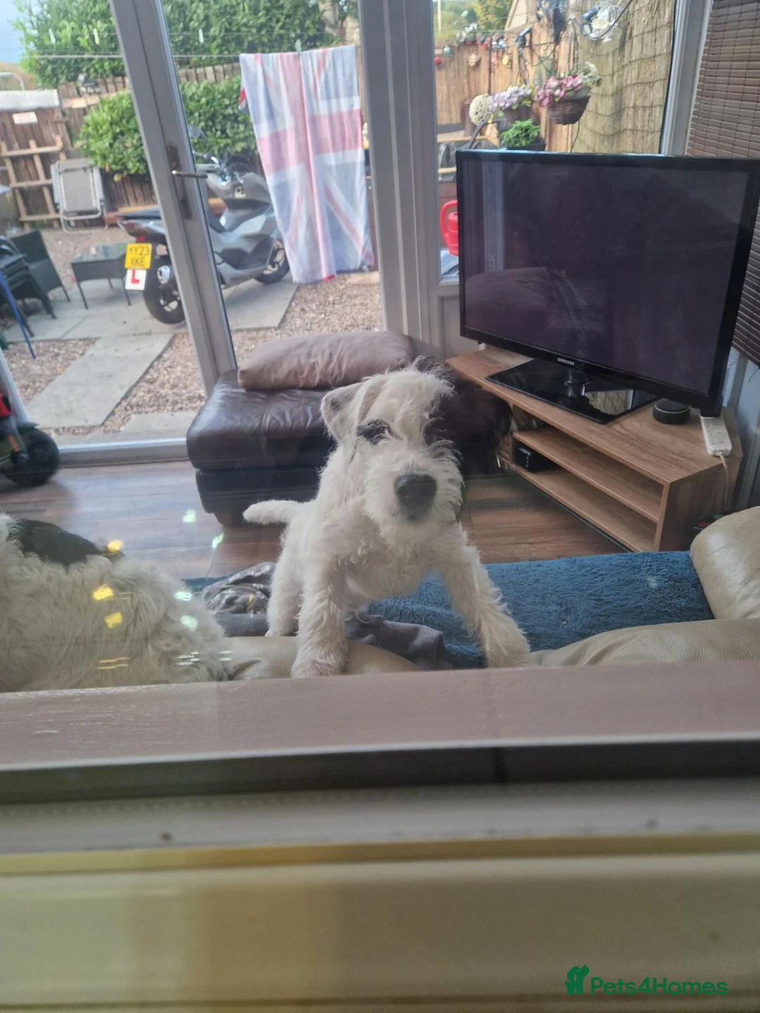 Patterjack dogs for sale: 6mth male patterjack  - Advert 2
