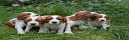 Welsh Springer Spaniel dogs for sale: Beautiful litter of KC reg Welsh Springer Spaniels - Advert 1