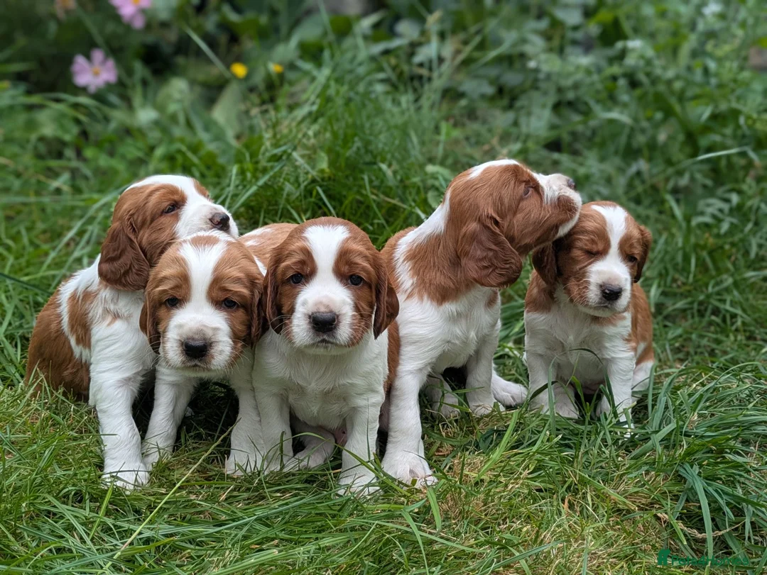 Welsh Springer Spaniel dogs for sale: Beautiful litter of KC reg Welsh Springer Spaniels - Advert 1