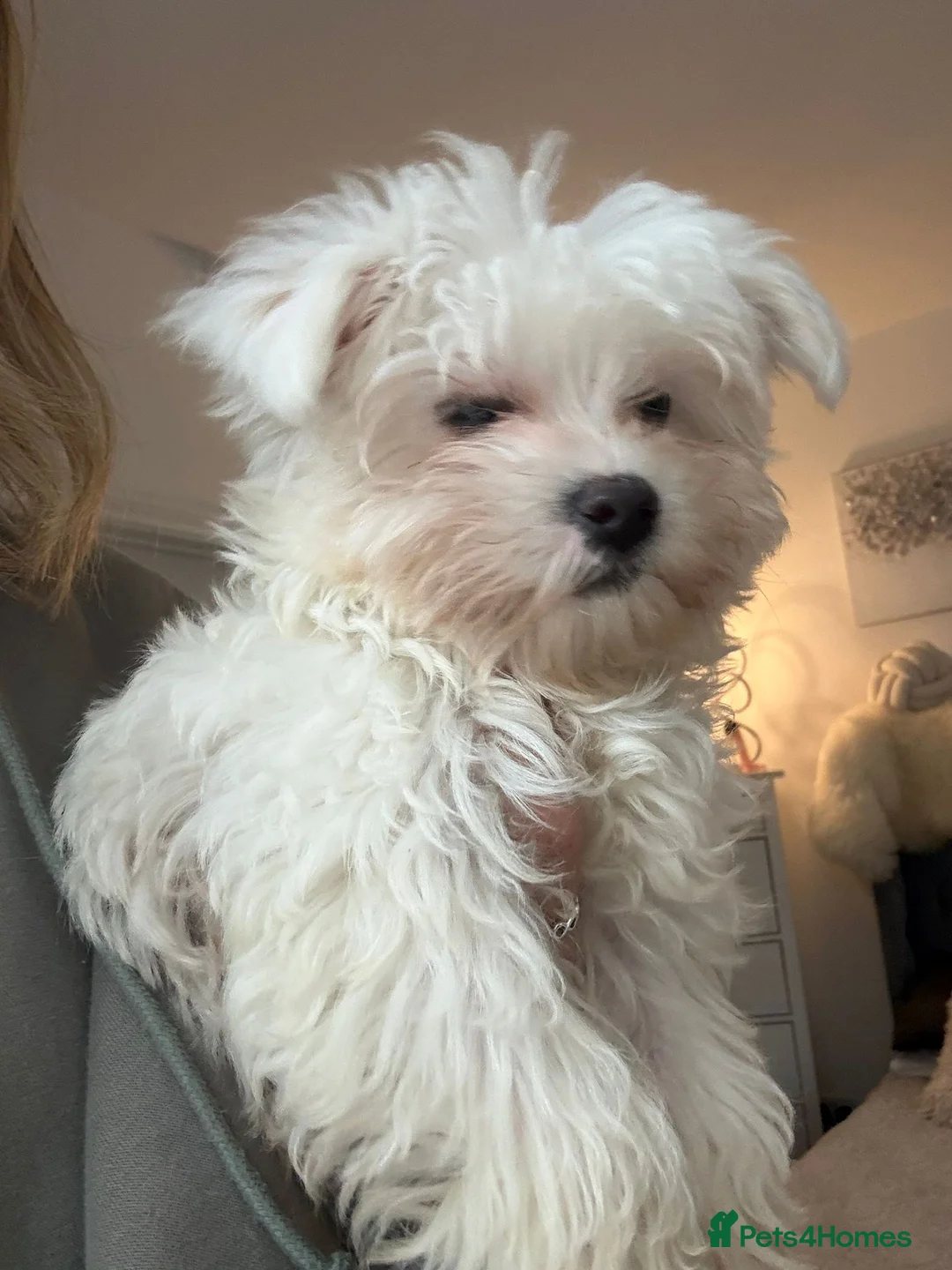 Maltipoo dogs for sale: Tiny MALTIPOO Boy SNOWY in Bristol - Advert 2