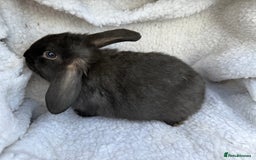Mini Lop rabbits for sale: Pure Bred Mini Lop Babies - Advert 2
