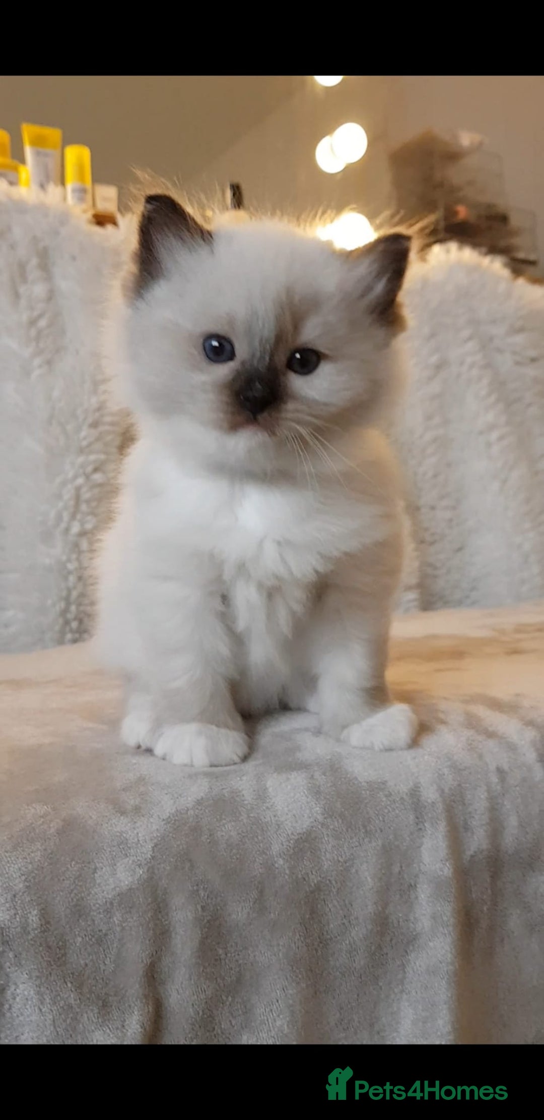 Ragdoll cats for sale: Exceptional Bloodlines Ragdoll kittens  - Advert 11