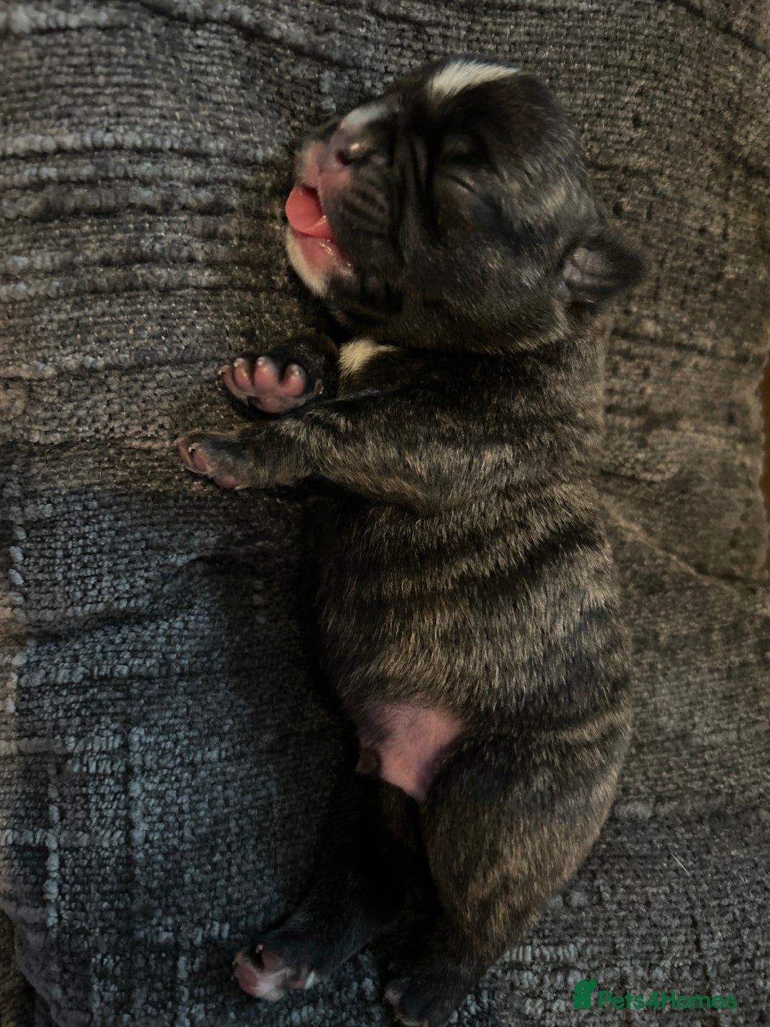 Frug dogs for sale: Frug puppies  - Advert 33