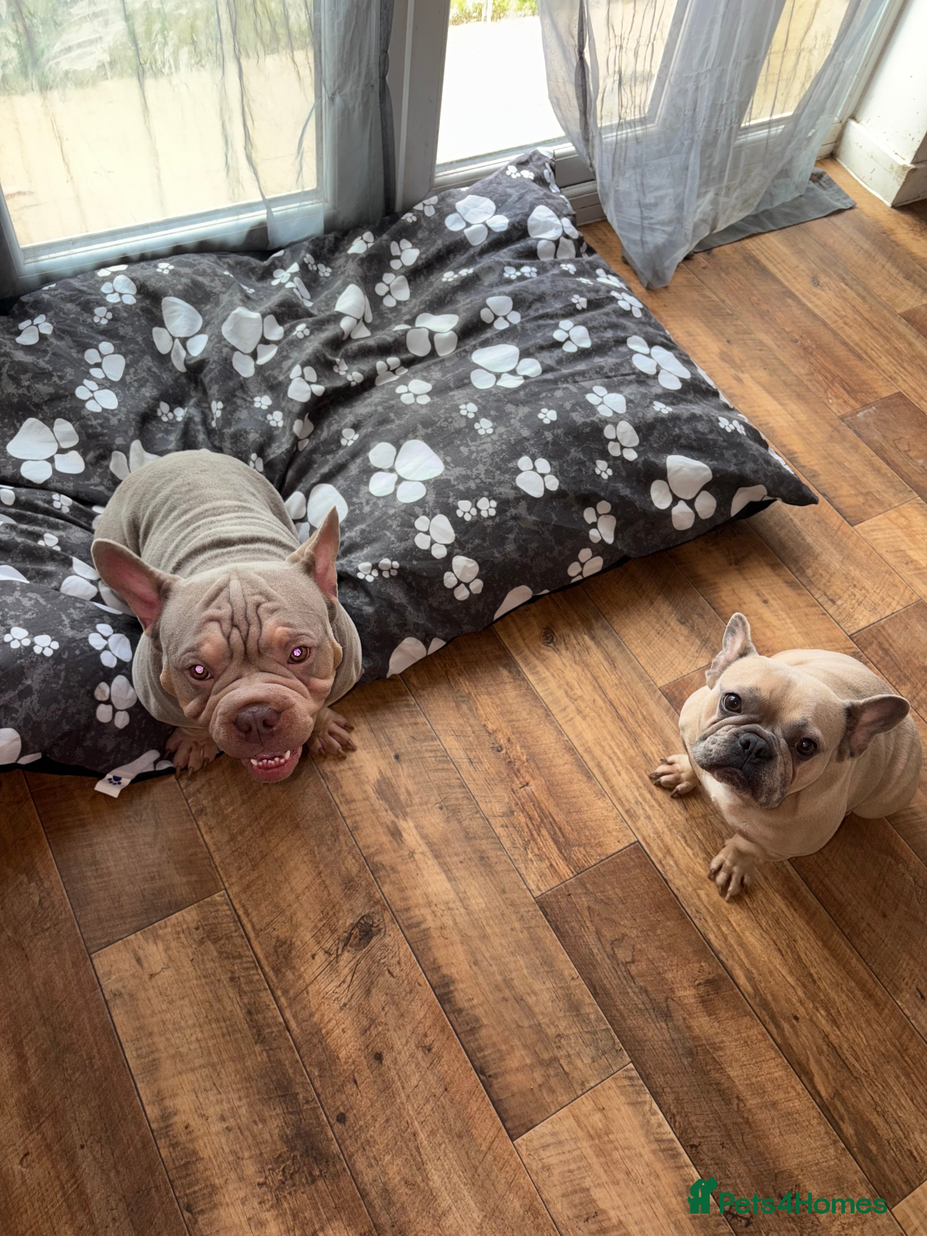 French Bulldog dogs Male and female frenchie  - Advert 8