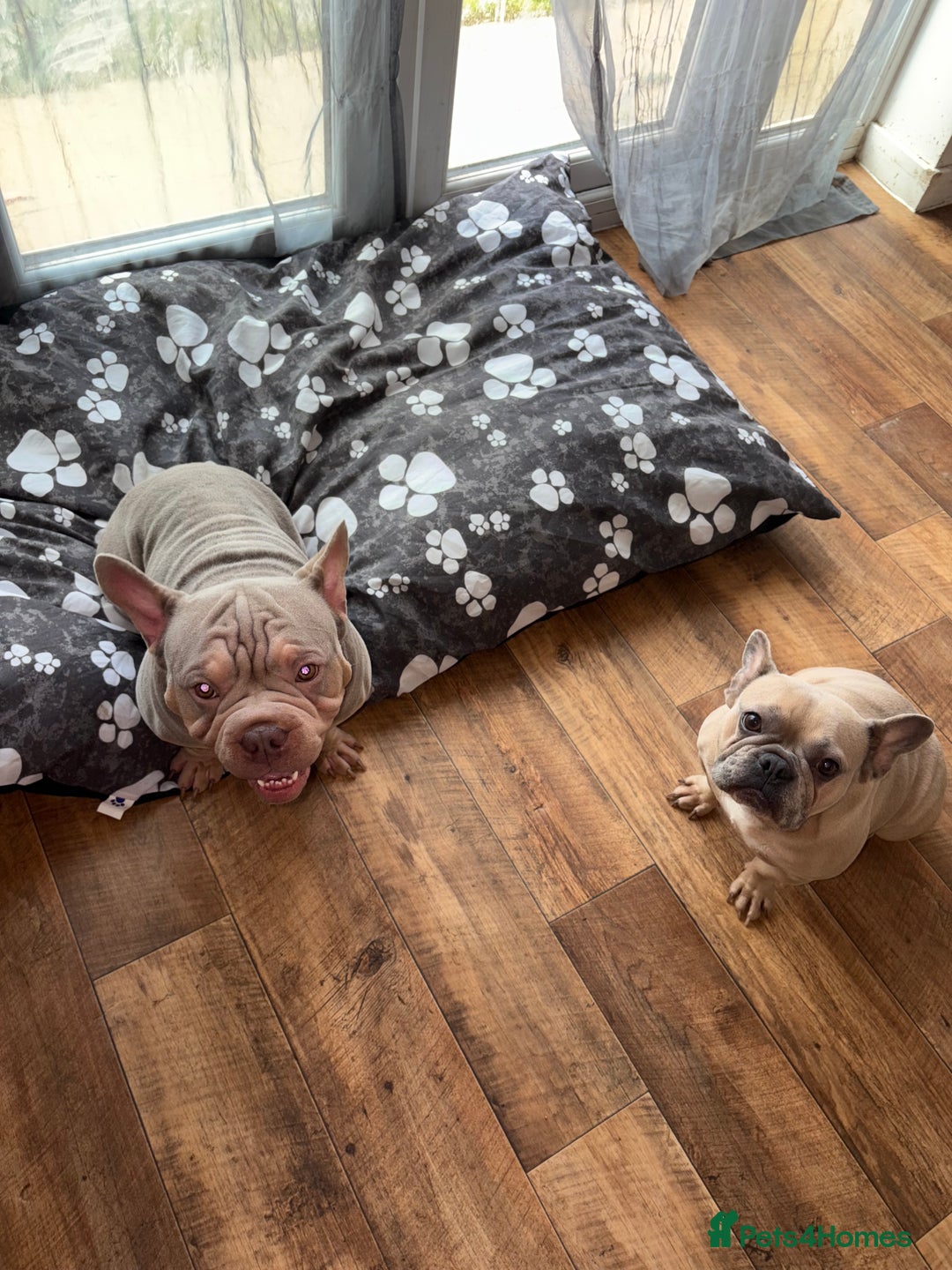 French Bulldog dogs for sale: Male and female frenchie  - Advert 1