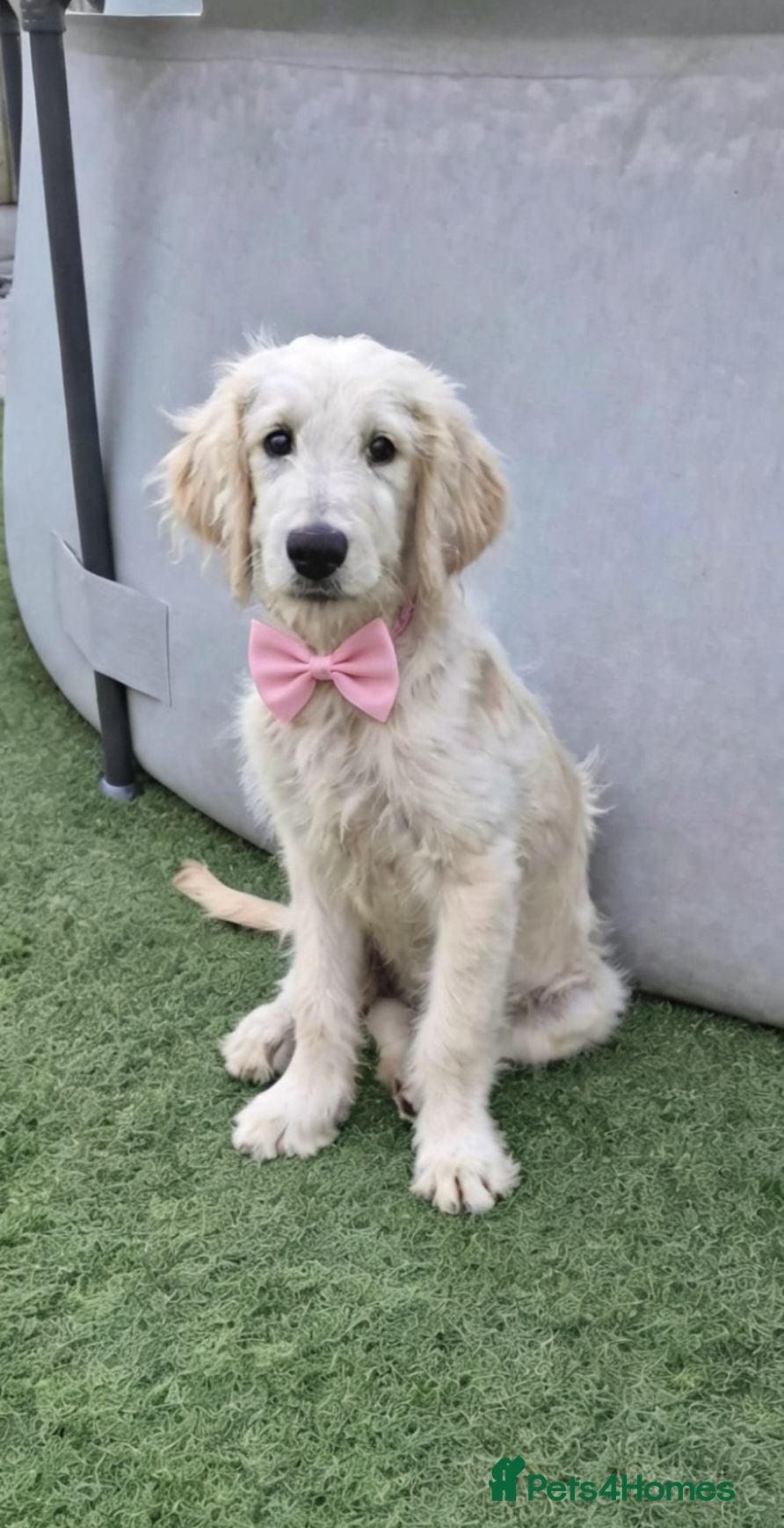 Goldendoodle dogs F1 standard goldendoodle  - Advert 2