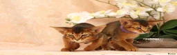 Abyssinian cats for sale: LAST 2 BOYS 💙😻Abyssinian kittens  - Advert 8