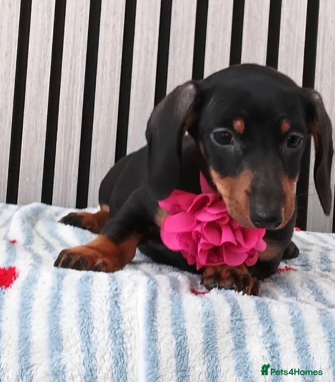 Miniature Dachshund dogs for sale: ❤️🐶Miniature dachshund pupppy ❤️🐶 - Advert 2