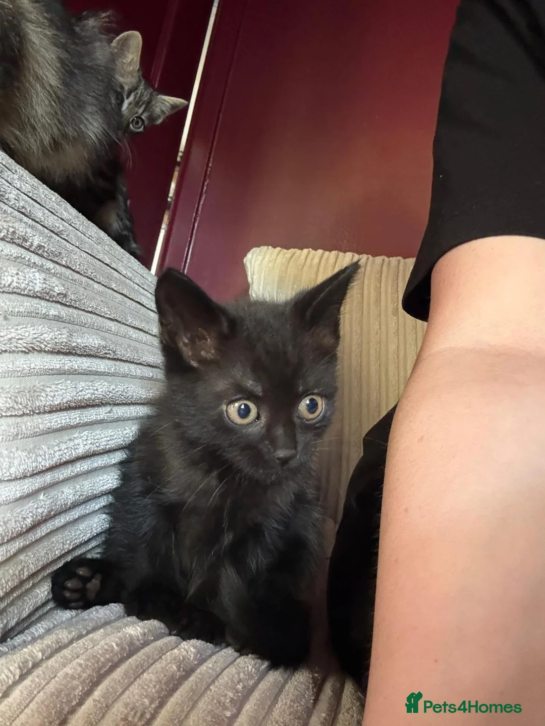 Mixed Breed cats for sale: One little girl needing her forever family  - Advert 4