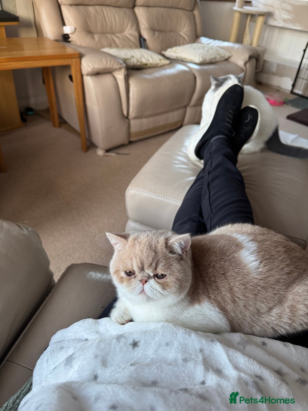 Exotic cats for sale: Beautiful chunky big eyed Exotic kittens - Advert 10