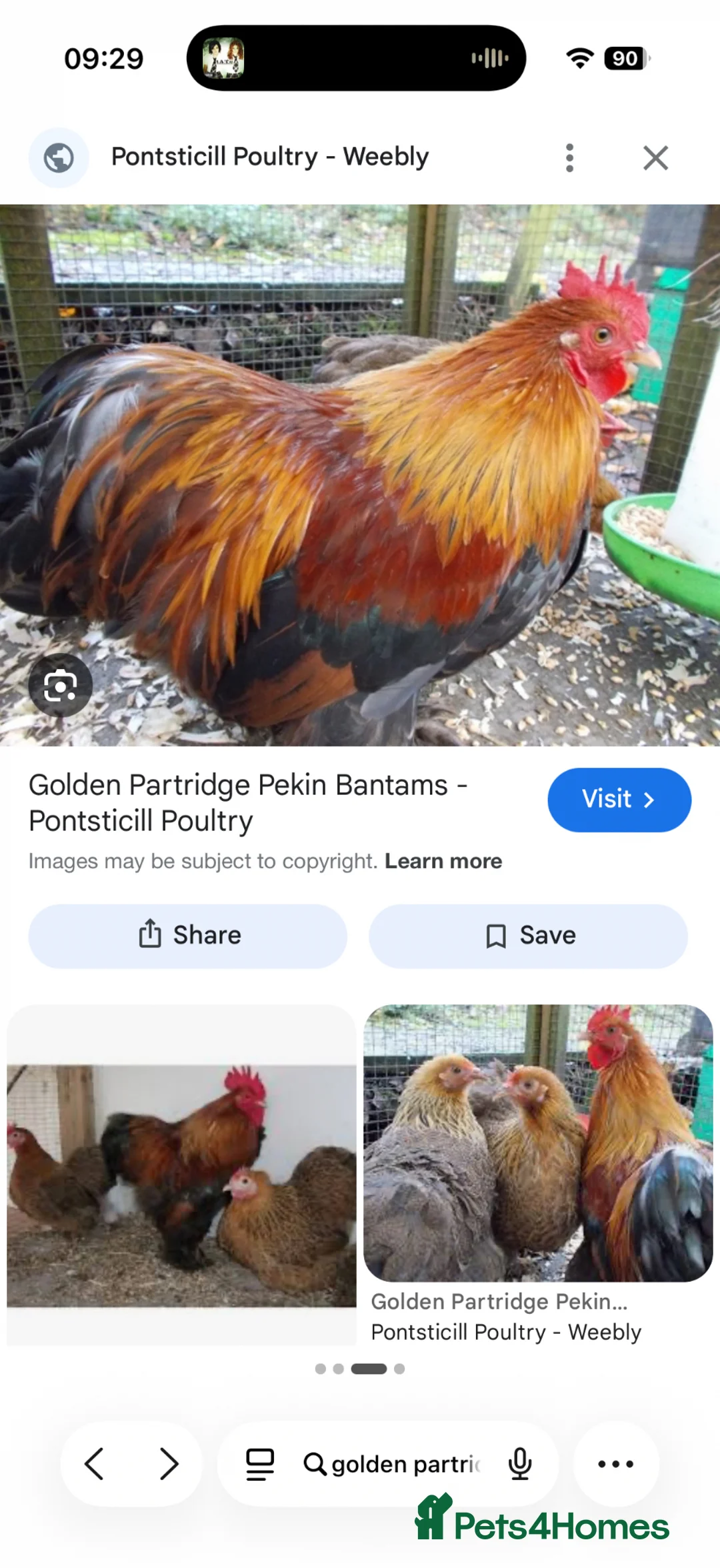 Chickens poultry for sale: WANTED. Golden partridge cockerel  - Advert 2