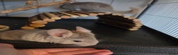 Chinchilla rodents for sale: One male, one female and one baby chinchilla  - Advert 1