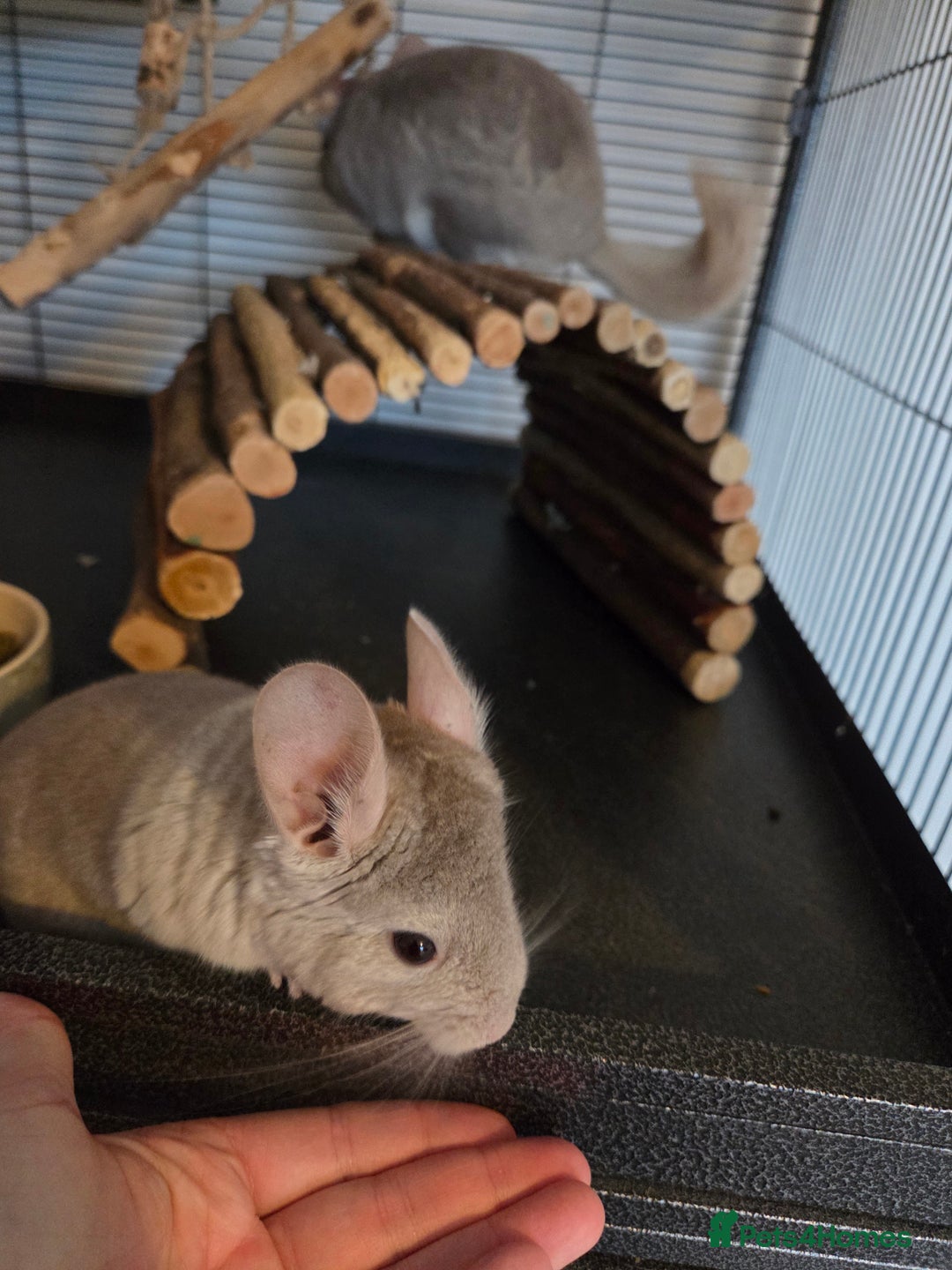 Chinchilla rodents for sale: One male, one female and one baby chinchilla  - Advert 1