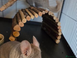 Chinchilla rodents One male, one female and one baby chinchilla - Advert 1