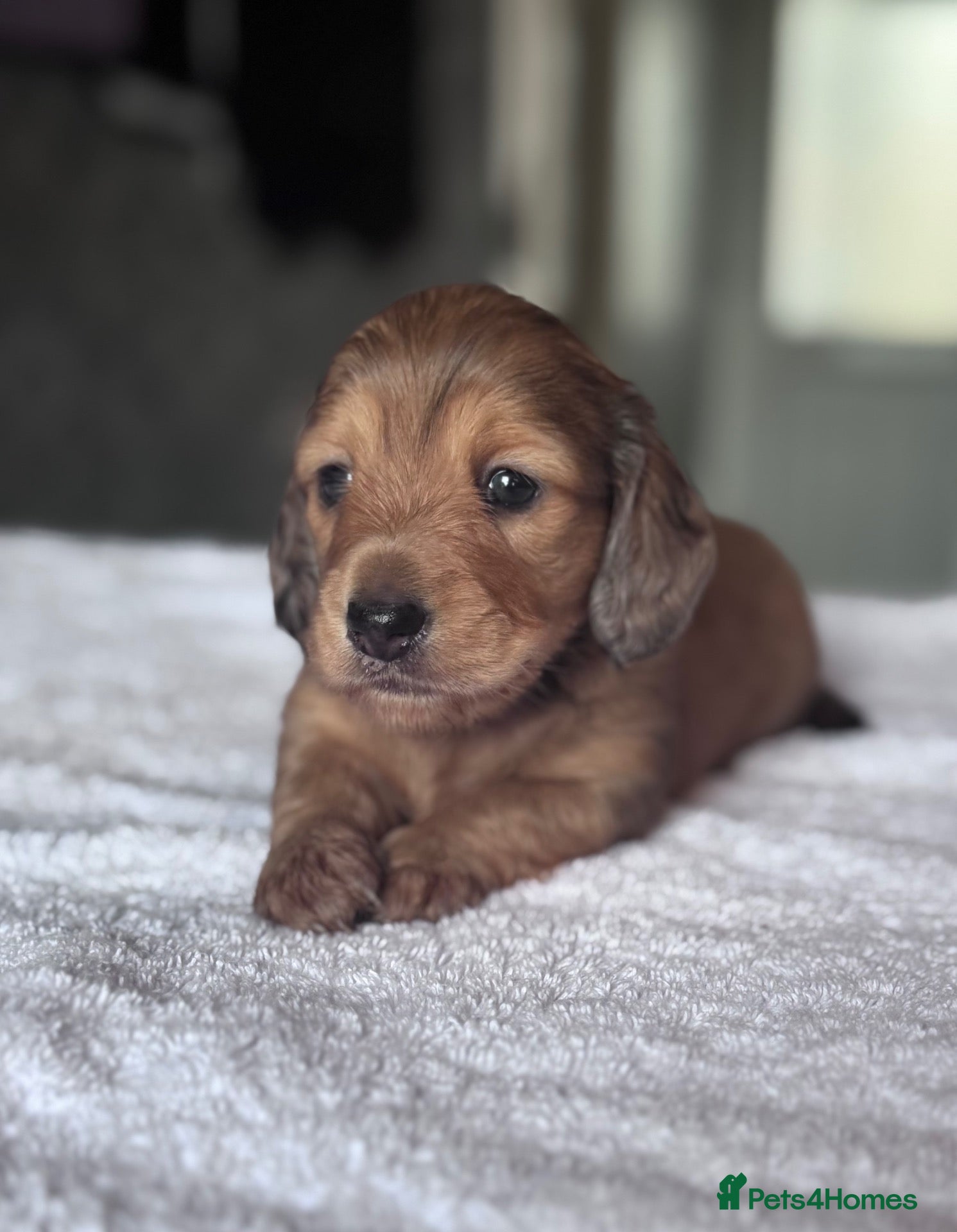 Miniature Dachshund dogs Beautiful long hairs mini dachunds  - Advert 1