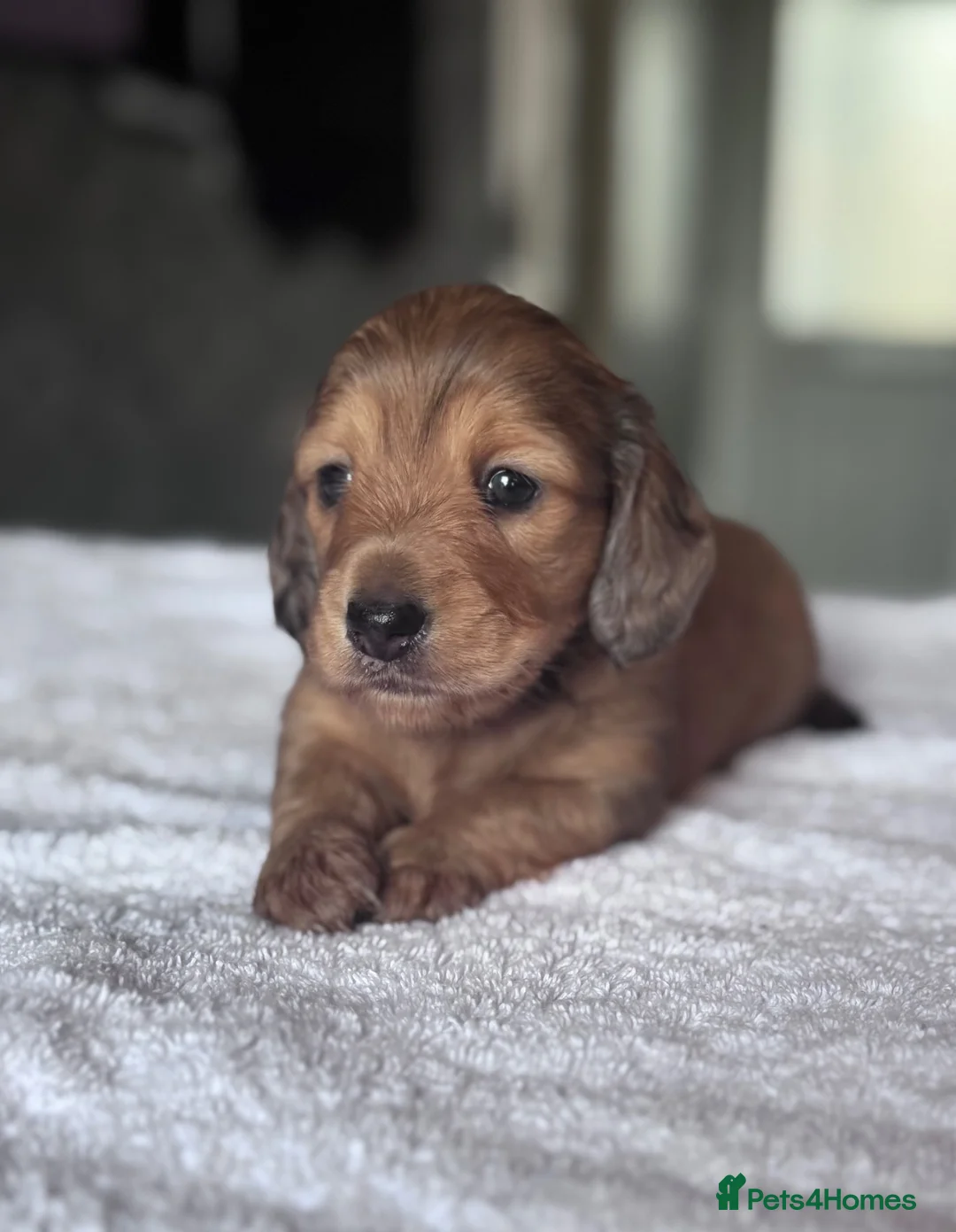 Miniature Dachshund dogs for sale: Beautiful long hairs mini dachunds  - Advert 1