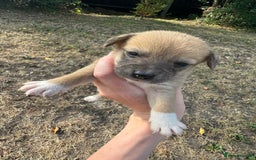 Jack Russell dogs for sale: Jack Russell puppies!  - Image 2