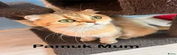 Scottish Fold cats for sale: Pedigree TICA registered boy kittens  - Advert 10