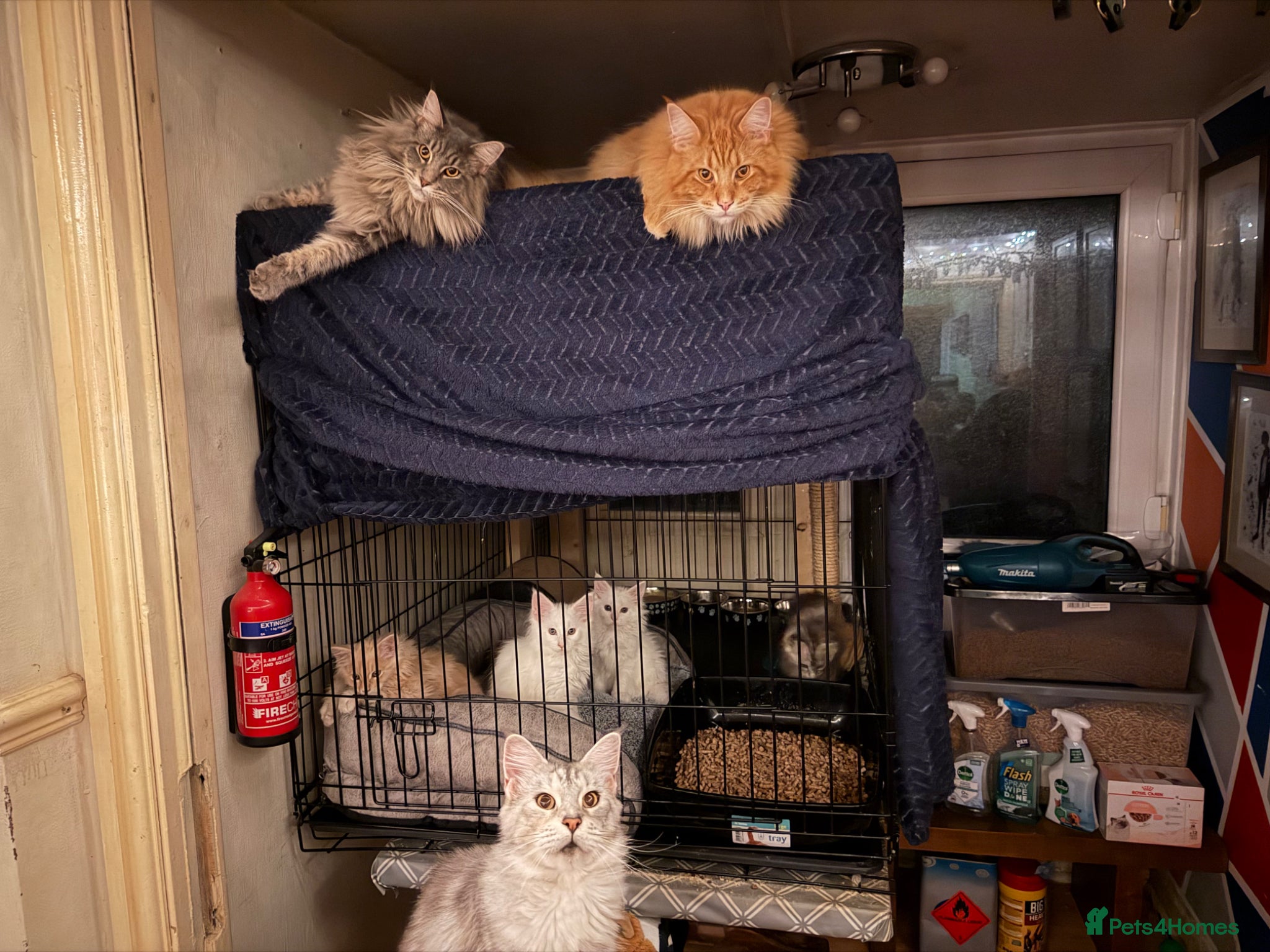 Maine Coon cats for sale: 4 Mainecoon kittens for sale - Advert 1
