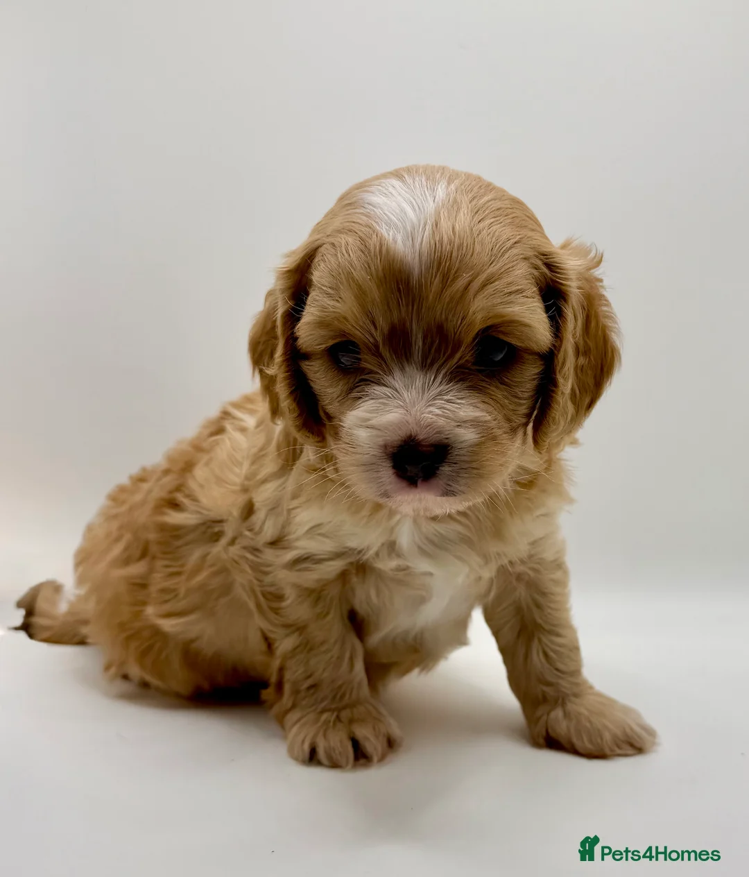 Cavapoo dogs for sale: Gorgeous Cavapoo F1 puppies - Advert 6