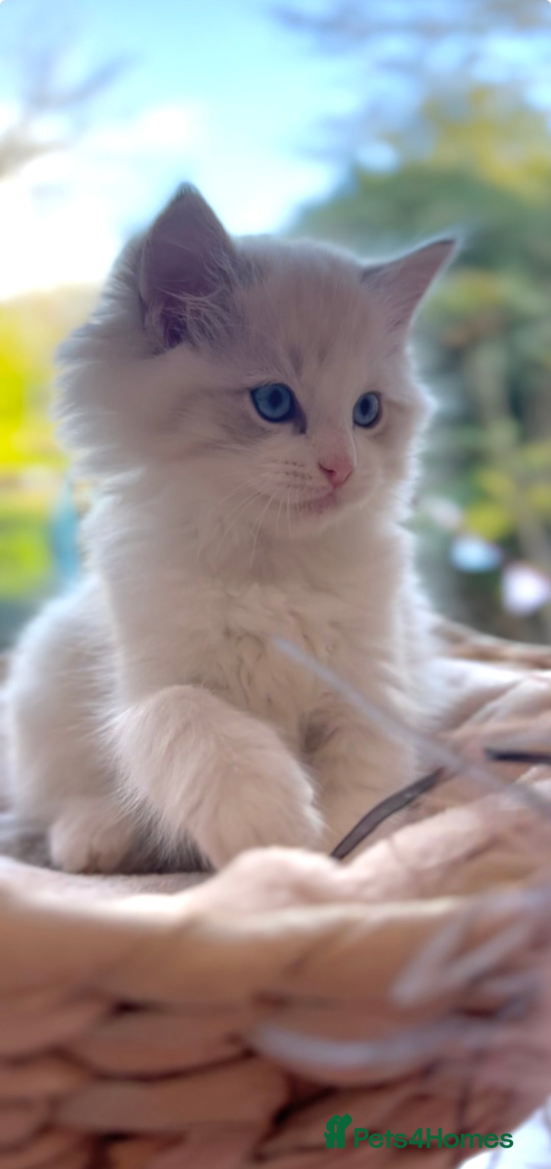 Ragdoll cats for sale: GCCF Registered. Grand Champion Bloodlines. - Advert 16